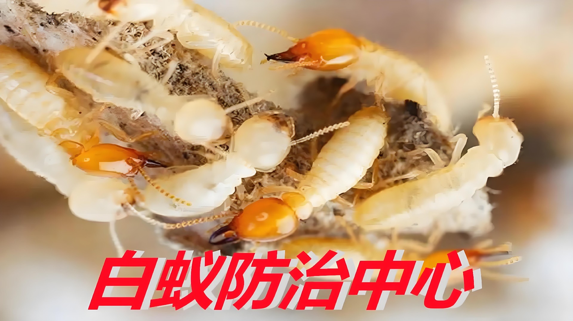 白蟻防治".jpg"